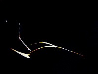 nude painting silhouette